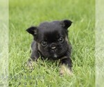 Small #4 French Bulldog