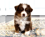 Small Photo #9 Miniature Australian Shepherd Puppy For Sale in BEATTY, OR, USA