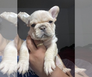 French Bulldog Puppy for sale in SAINT JOSEPH, MO, USA