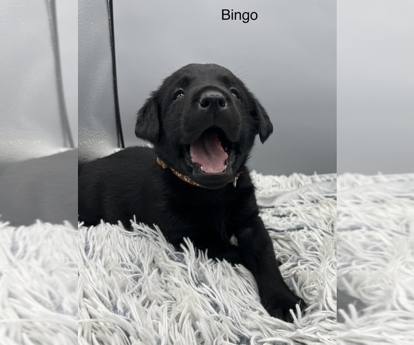 Medium Photo #4 Labrador Retriever Puppy For Sale in FREDERICKSBG, OH, USA