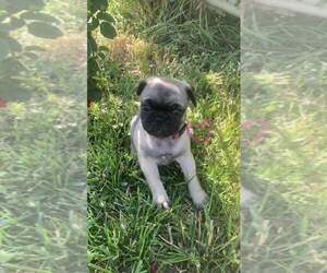 Frenchie Pug Puppy for sale in MONTROSE, CO, USA