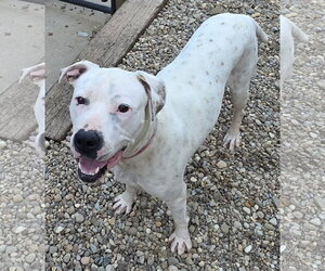 Mutt Dogs for adoption in Woodsfield, OH, USA