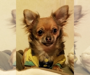 Mother of the Chihuahua puppies born on 06/07/2019
