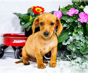 Dachshund Litter for sale in WAKARUSA, IN, USA