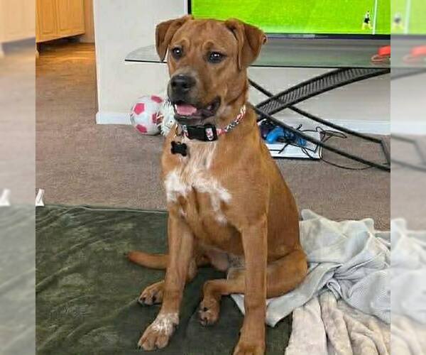 Medium Photo #2 Retriever -Unknown Mix Puppy For Sale in Martinsburg, WV, USA