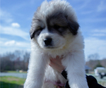 Small Photo #10 Great Pyrenees Puppy For Sale in SILER CITY, NC, USA