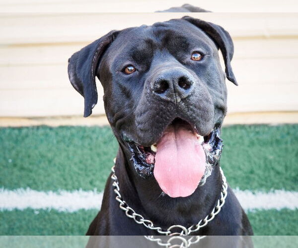 Medium Photo #8 Mastiff-Unknown Mix Puppy For Sale in phoenix, AZ, USA