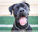 Small #7 Mastiff Mix