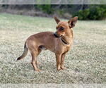 Small #1 Chihuahua Mix
