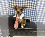 Small #3 Chihuahua Mix