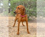 Small #3 Redbone Coonhound
