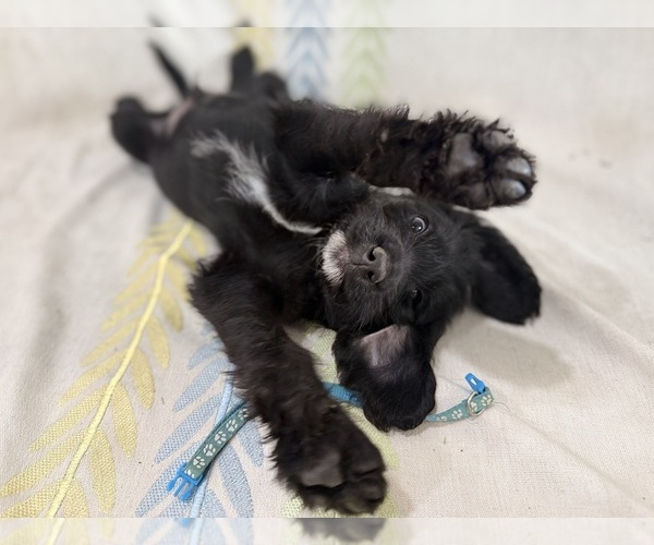 Medium Photo #2 Labradoodle Puppy For Sale in PRESCOTT VALLEY, AZ, USA