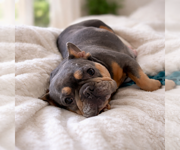 Medium Photo #1 French Bulldog Puppy For Sale in FAYETTEVILLE, GA, USA