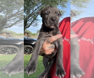 Cane Corso Puppy for sale in ANDERSON, IN, USA