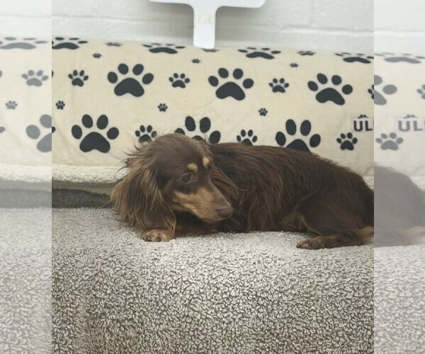 Medium Photo #2 Dachshund Puppy For Sale in York, SC, USA