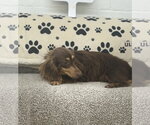 Small #1 Dachshund