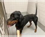 Small Doberman Pinscher
