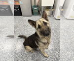 Small #3 German Shepherd Dog Mix