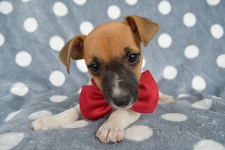 Jack Russell Terrier Puppy for sale in BIRD IN HAND, PA, USA