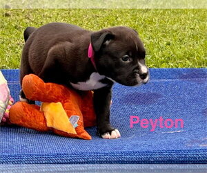 Labrador Retriever-Unknown Mix Dogs for adoption in Claremore, OK, USA