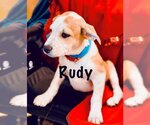 Small Photo #1 Mutt Puppy For Sale in Mesa, AZ, USA