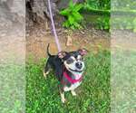 Small #3 Chihuahua Mix