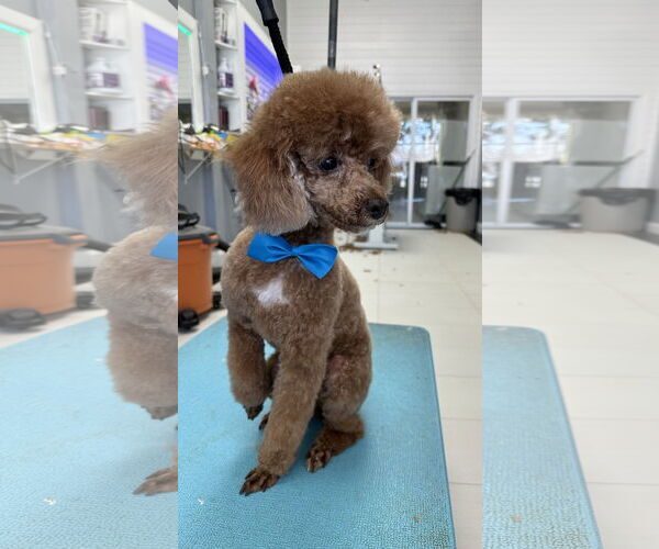 Medium Photo #1 Poodle (Miniature) Puppy For Sale in Chester, NJ, USA