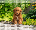 Puppy Ranger Goldendoodle (Miniature)