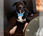 Small #3 Labrador Retriever-Retriever  Mix