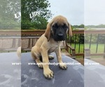 Small #3 Mastiff