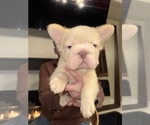 Small #15 French Bulldog