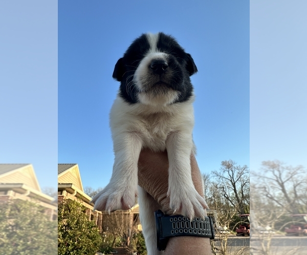 Medium Photo #1 Karakachan Puppy For Sale in ELM GROVE, LA, USA