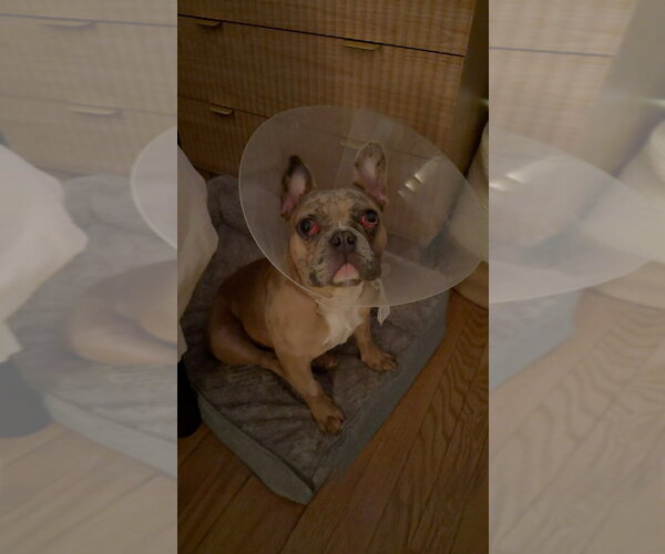 Medium Photo #3 French Bulldog Puppy For Sale in Tenafly, NJ, USA