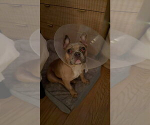 Chaos - Male French Bulldog Dog for Adoption - Photo #3