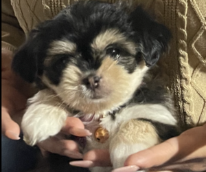 Shih Tzu Puppy for sale in NEW YORK, NY, USA