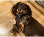 Small #4 Dachshund