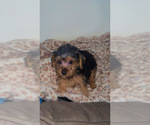 Image preview for Ad Listing. Nickname: Litter of 4