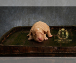 Small Photo #3 Australian Cobberdog Puppy For Sale in OTIS, IN, USA