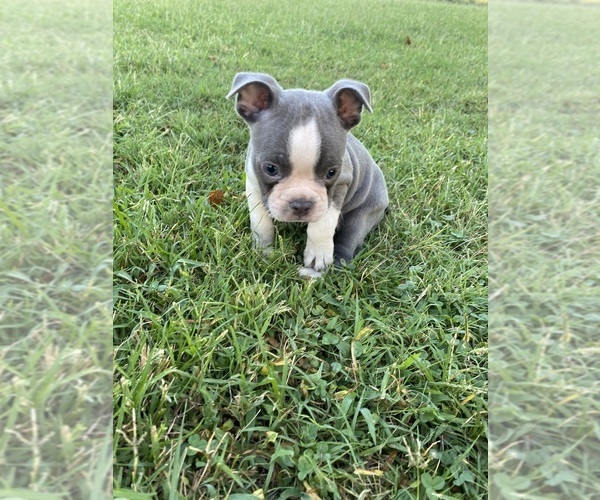 Medium Photo #10 Faux Frenchbo Bulldog Puppy For Sale in FREDONIA, KS, USA