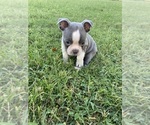Small #9 Faux Frenchbo Bulldog