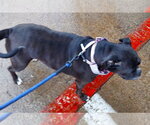 Small Photo #2 Boxer Puppy For Sale in Austin, TX, USA
