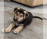 Small Photo #14 German Shepherd Dog Puppy For Sale in BRIGHTON, CO, USA