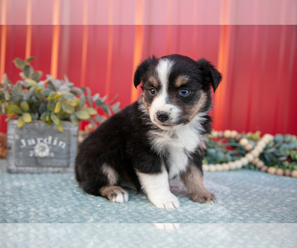Medium Photo #4 Miniature Australian Shepherd Puppy For Sale in MILLERSBURG, OH, USA