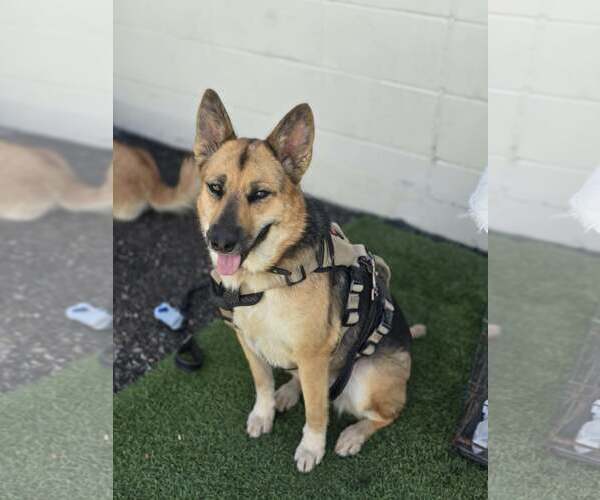 Medium Photo #2 German Shepherd Dog-Unknown Mix Puppy For Sale in Visalia, CA, USA