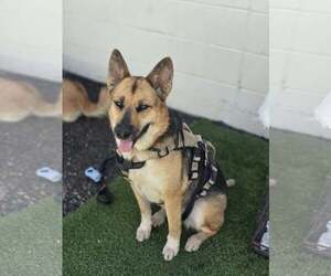 Arlee - Female German Shepherd Dog-Unknown Mix Dog for Adoption - Photo #2