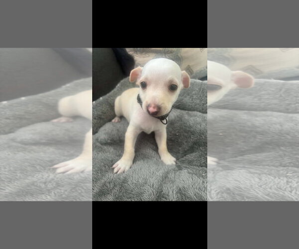 Medium Photo #1 Chihuahua-Unknown Mix Puppy For Sale in Virginia Beach, VA, USA
