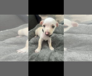 Chihuahua-Unknown Mix Dogs for adoption in Virginia Beach, VA, USA