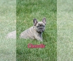 Puppy Chevelle American Bulldog-French Bulldog Mix