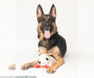 German Shepherd Dog Dogs for adoption in Tampa, FL, USA