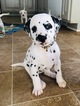 Small Photo #6 Dalmatian Puppy For Sale in ASHEBORO, NC, USA